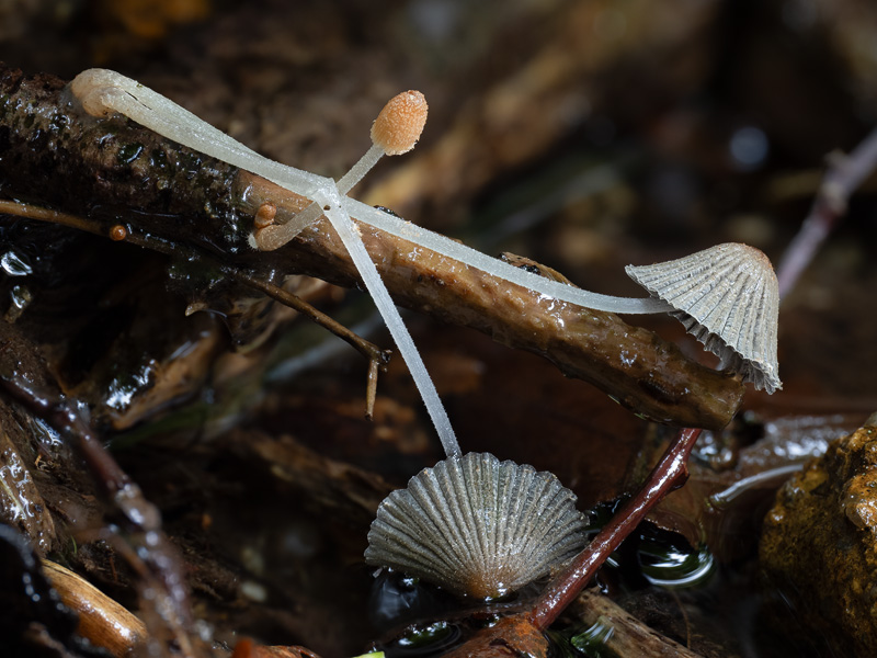 Coprinellus aquatilis Coprinellus aquatilis